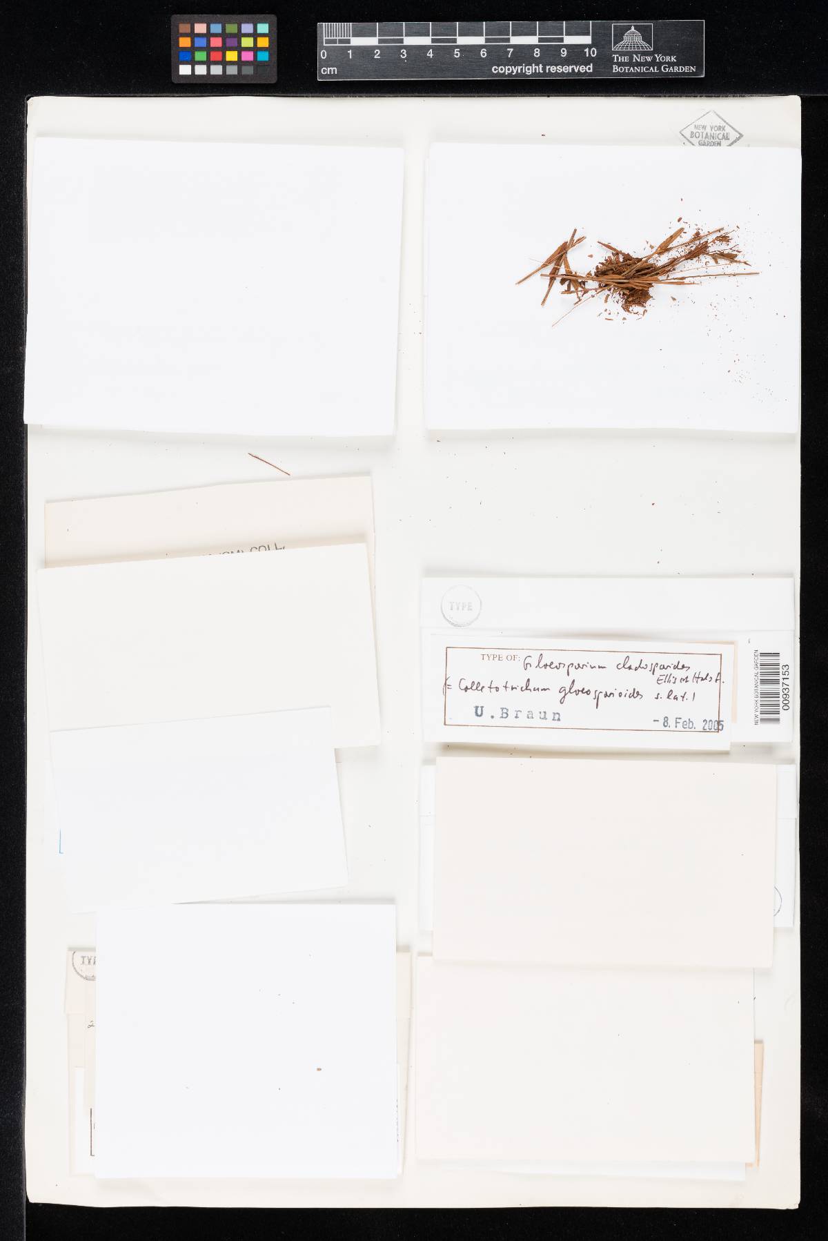 Gloeosporium cladosporioides image
