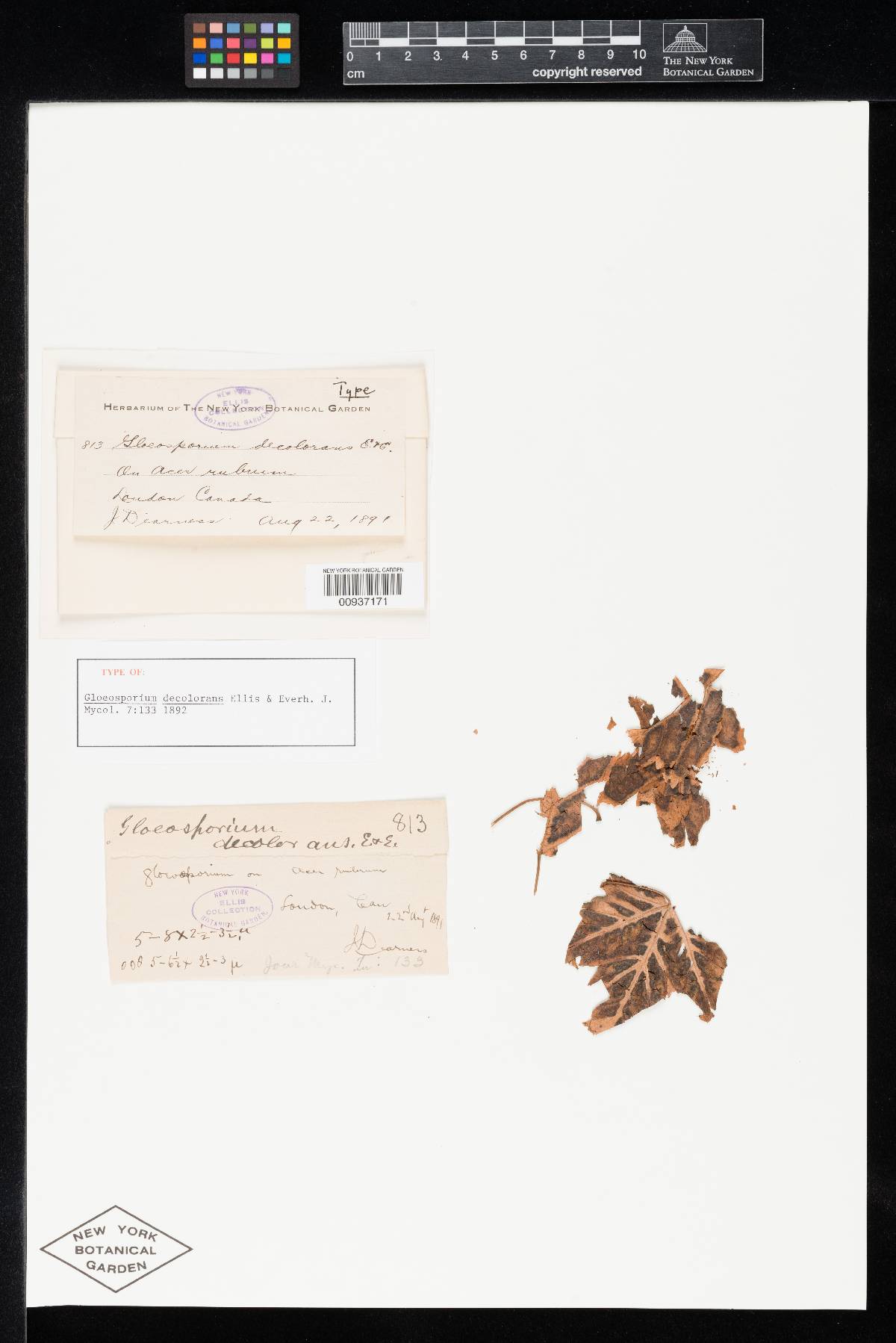 Gloeosporium decolorans image