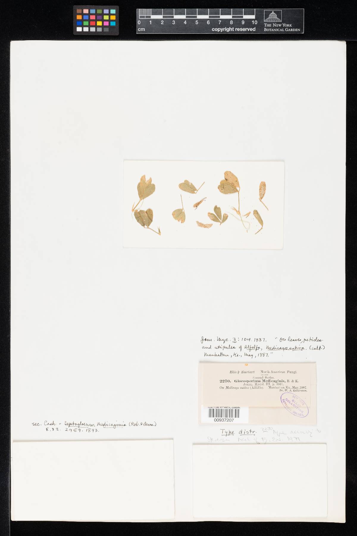 Gloeosporium medicaginis image