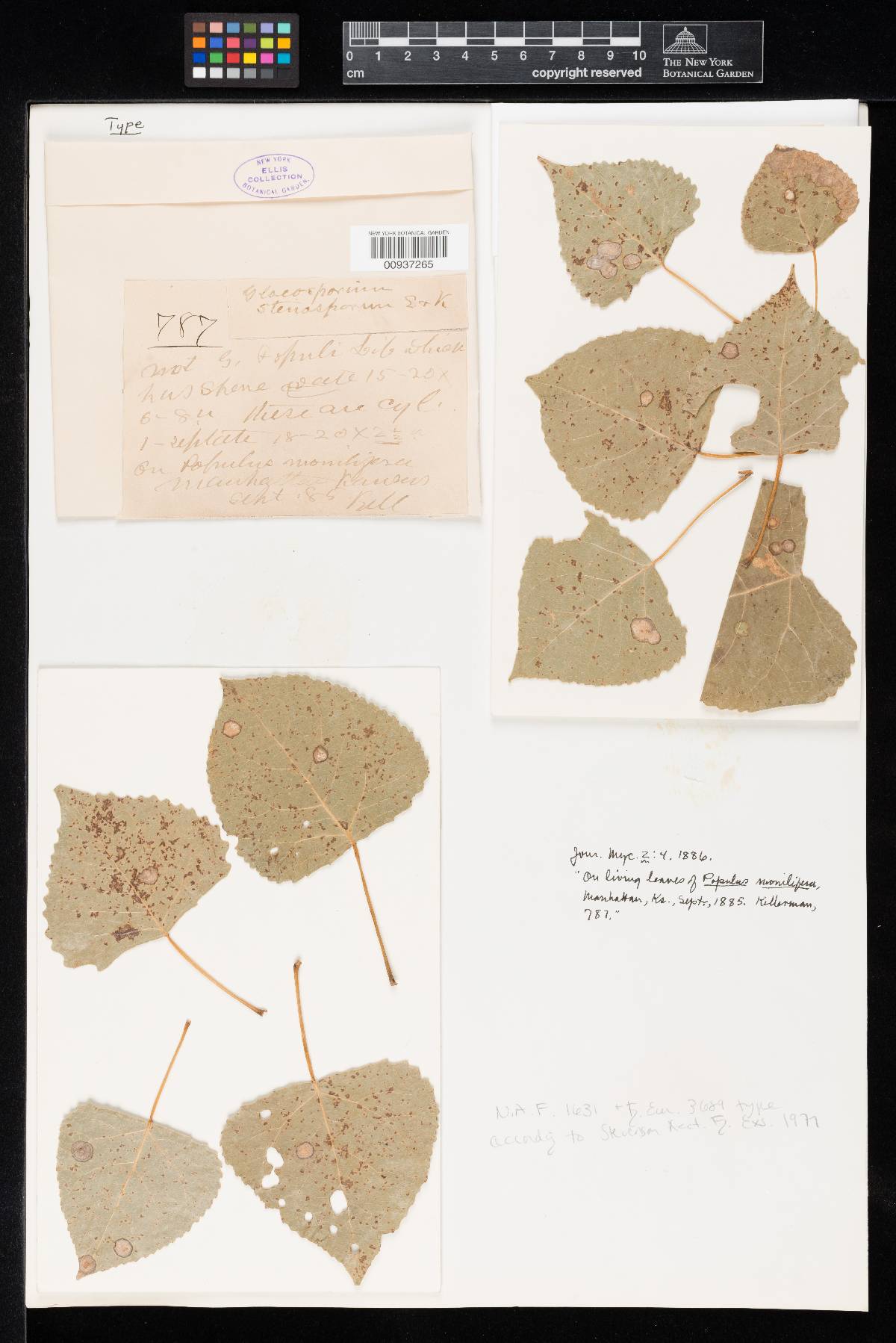 Gloeosporium stenosporum image