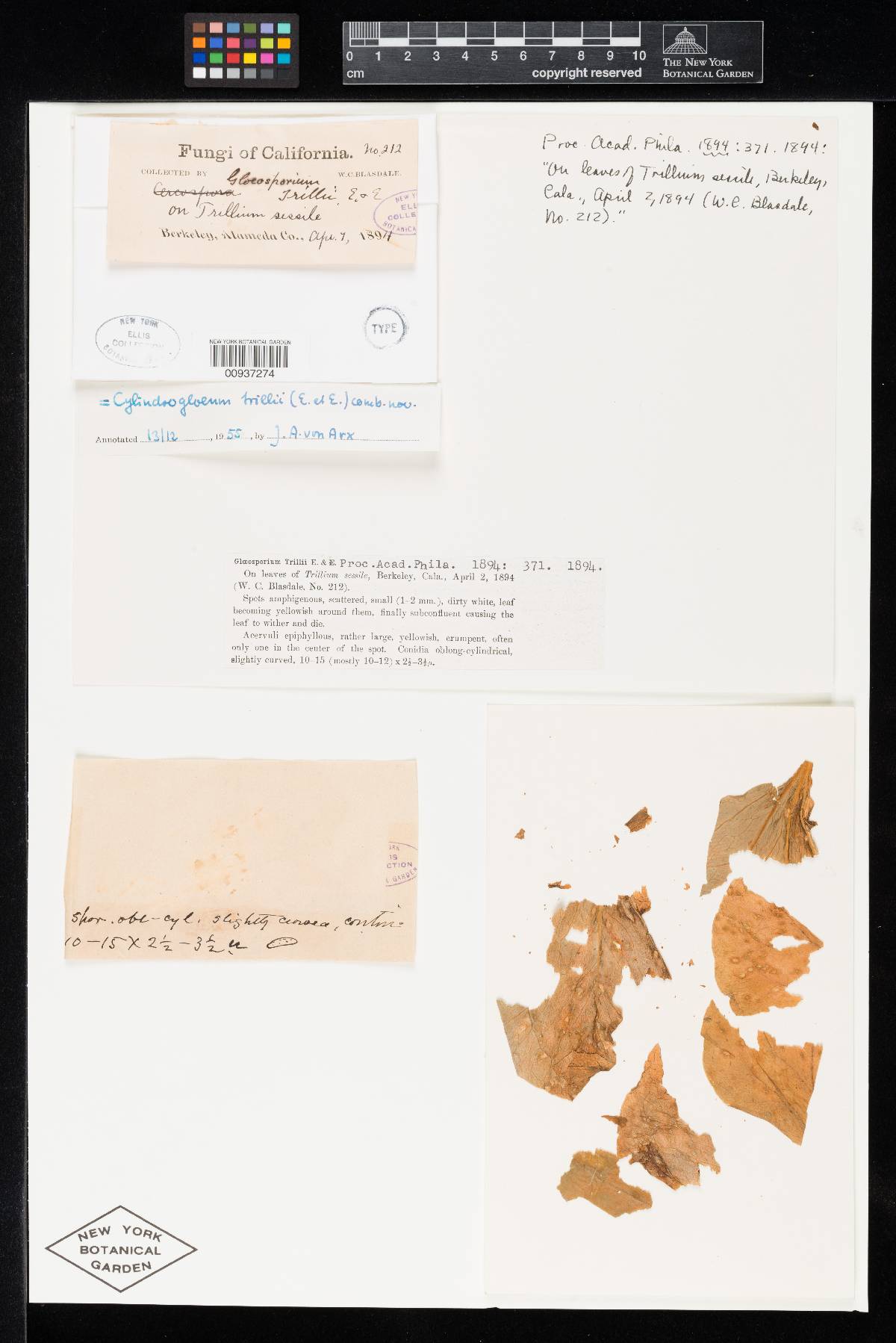 Gloeosporium trillii image