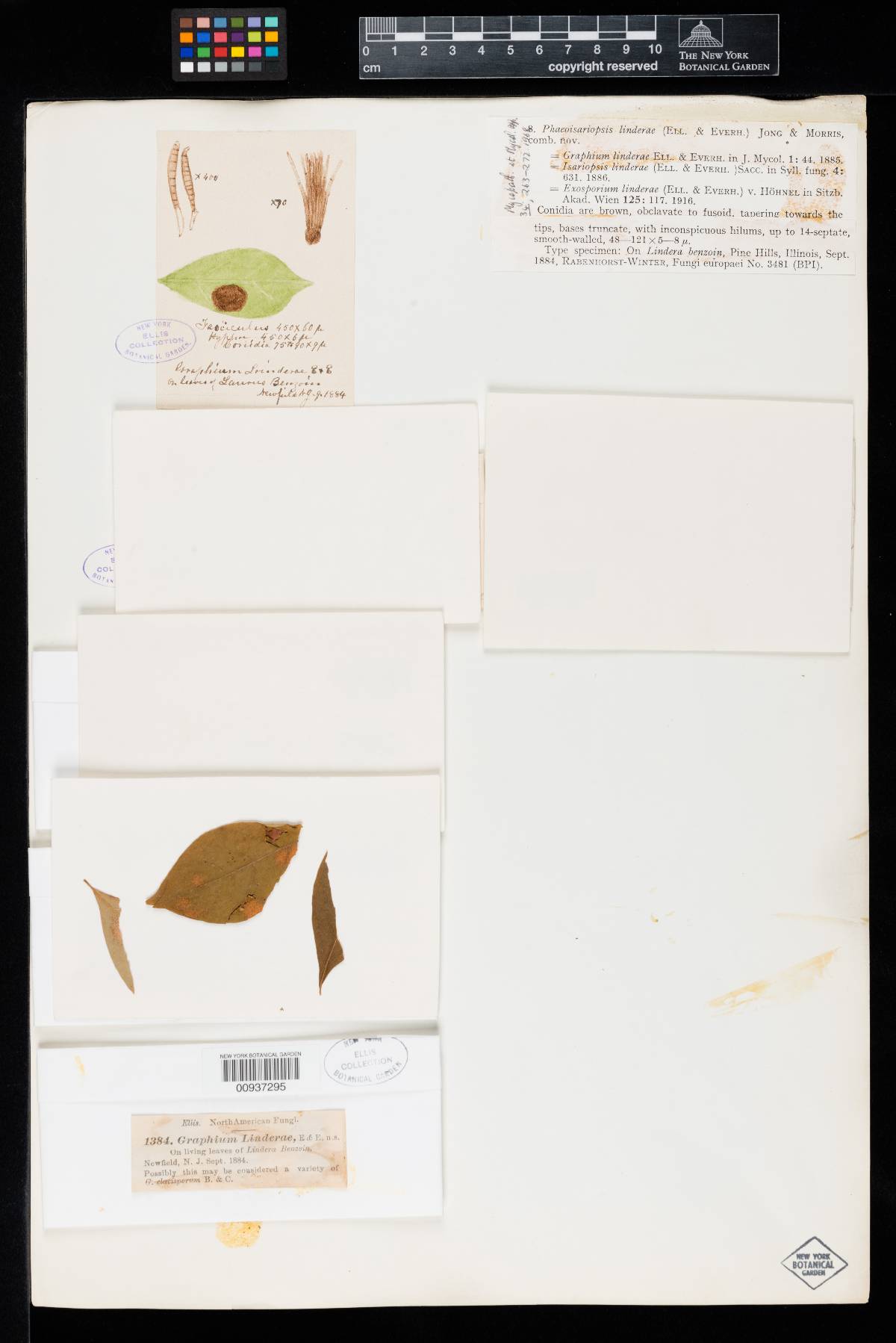 Bitunicostilbe linderae image