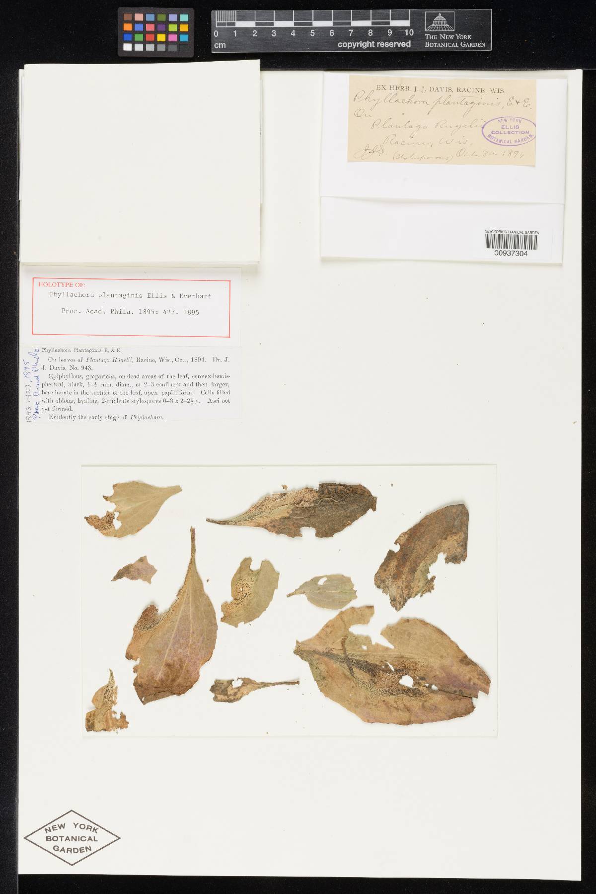 Phyllachora plantaginis image