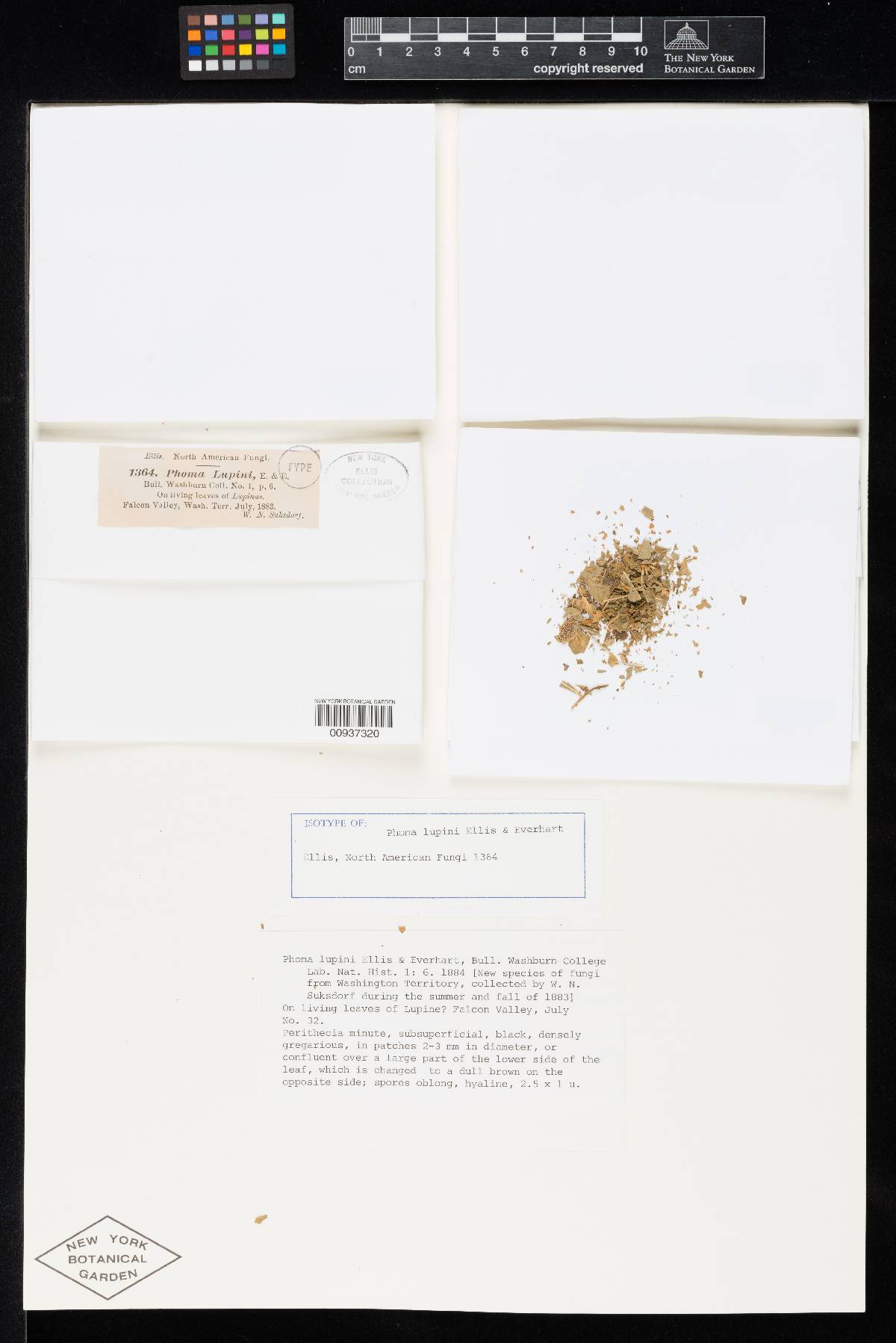 Phoma lupini image