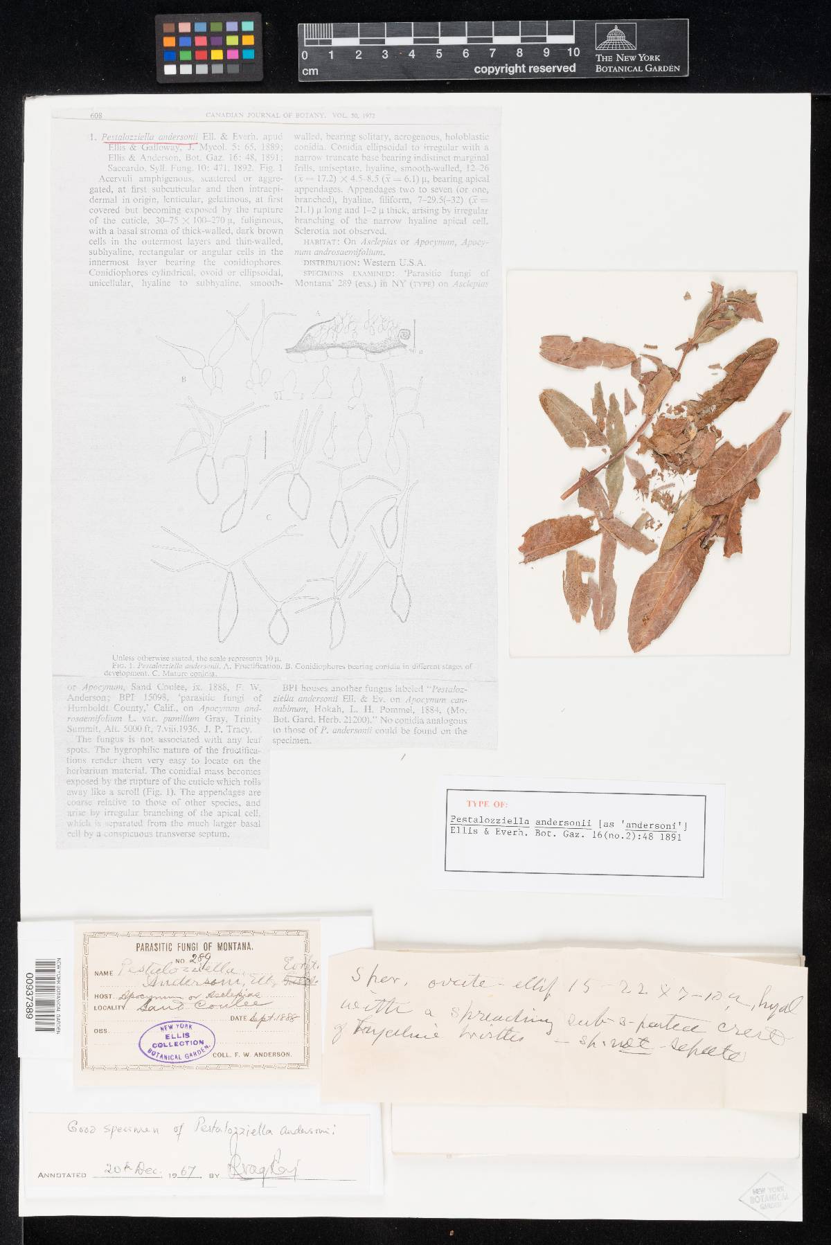 Pestalozziella andersonii image