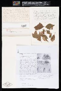 Pestalotia adusta image