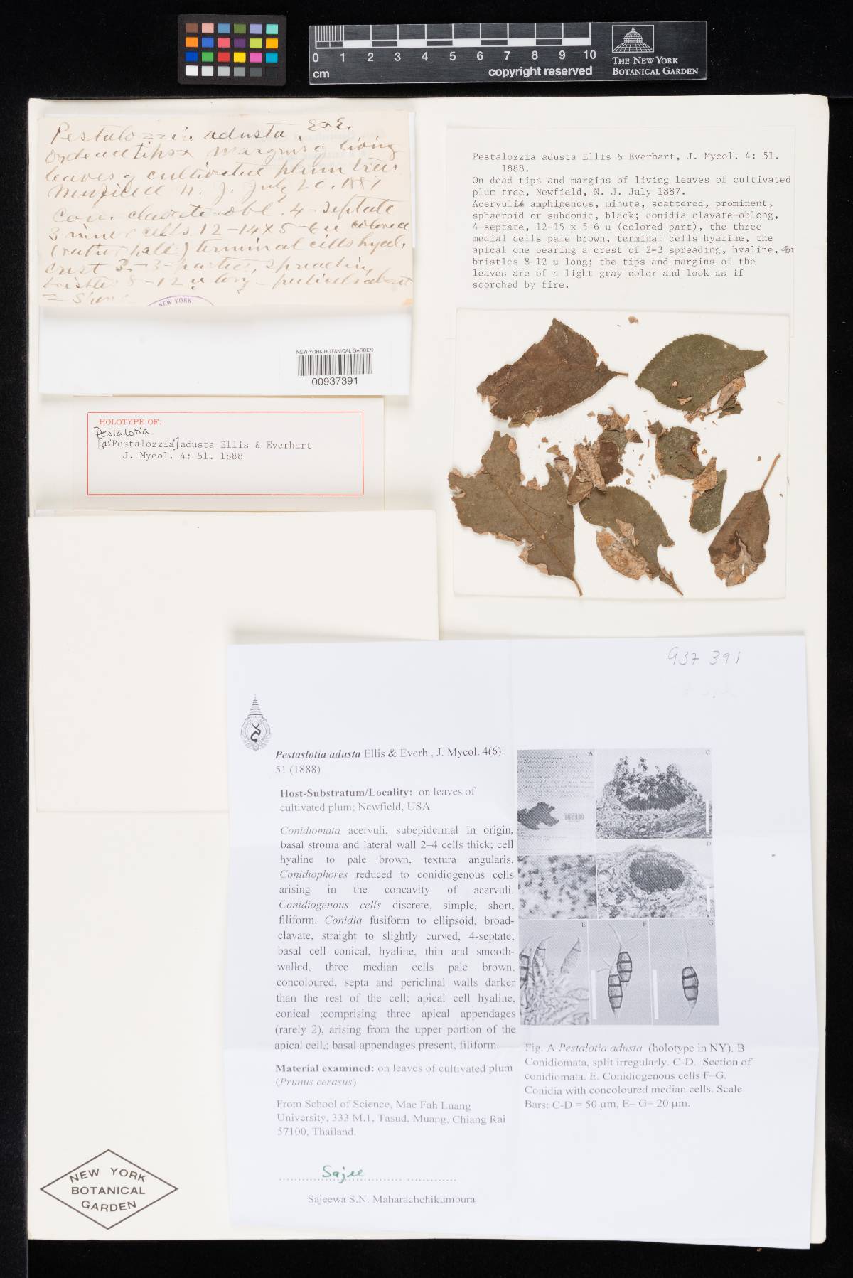 Pestalotia adusta image
