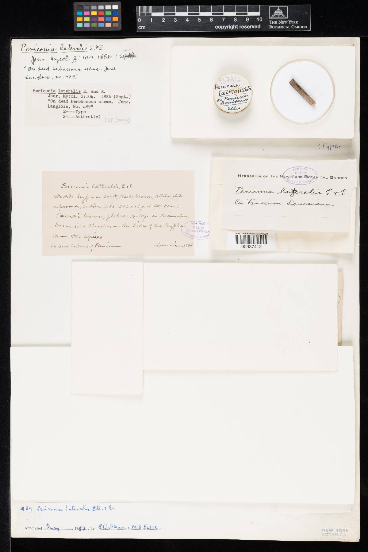 Periconia lateralis image