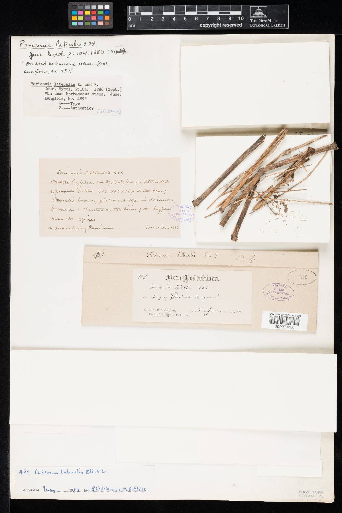 Periconia lateralis image