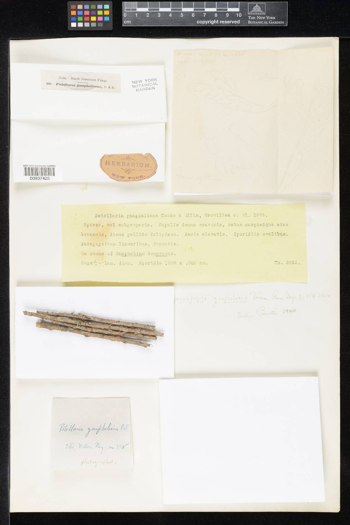 Patellaria gnaphaliana image