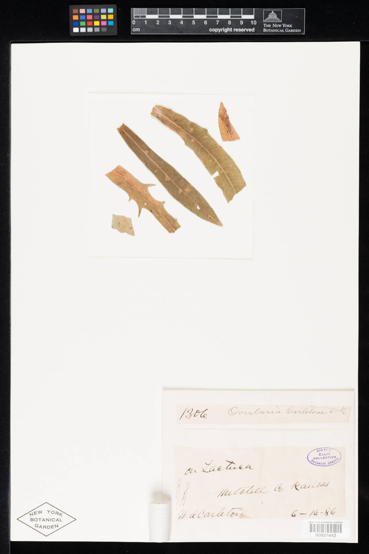Ovularia carletonii image