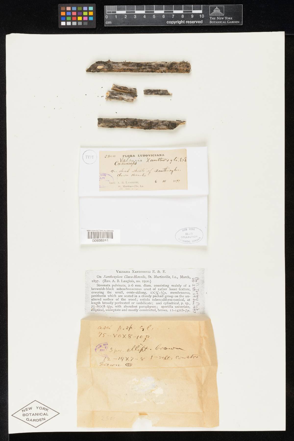 Valsaria xanthoxyli image