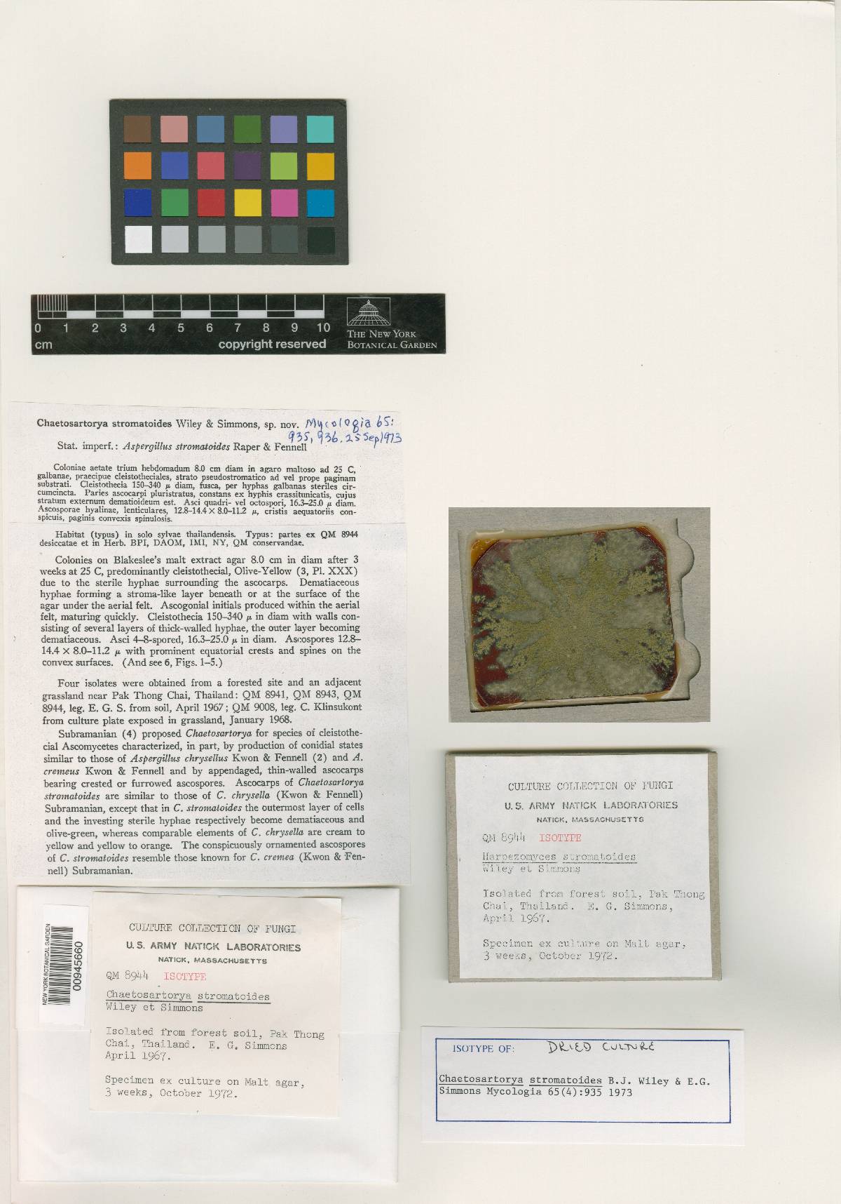 Aspergillus stromatoides image