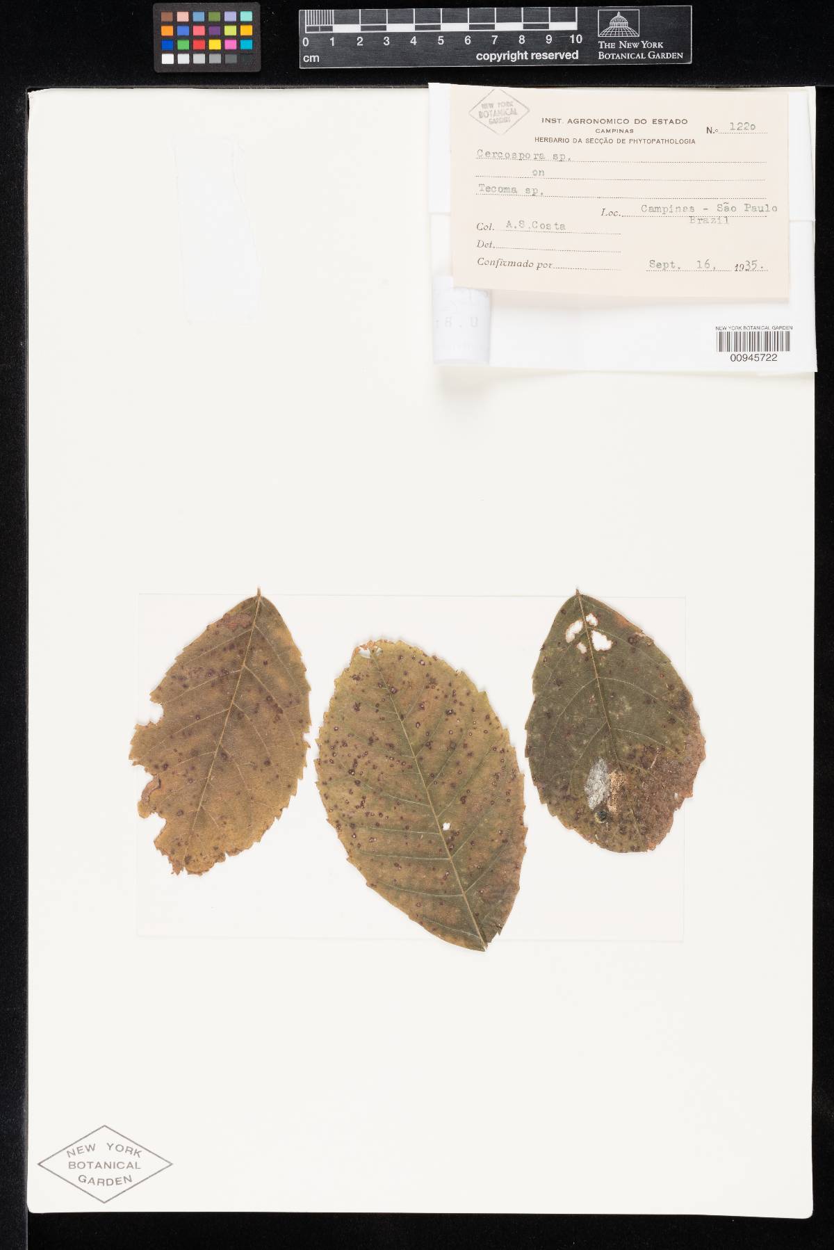 Cercospora tecomae image