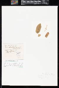 Cercospora thaspii image
