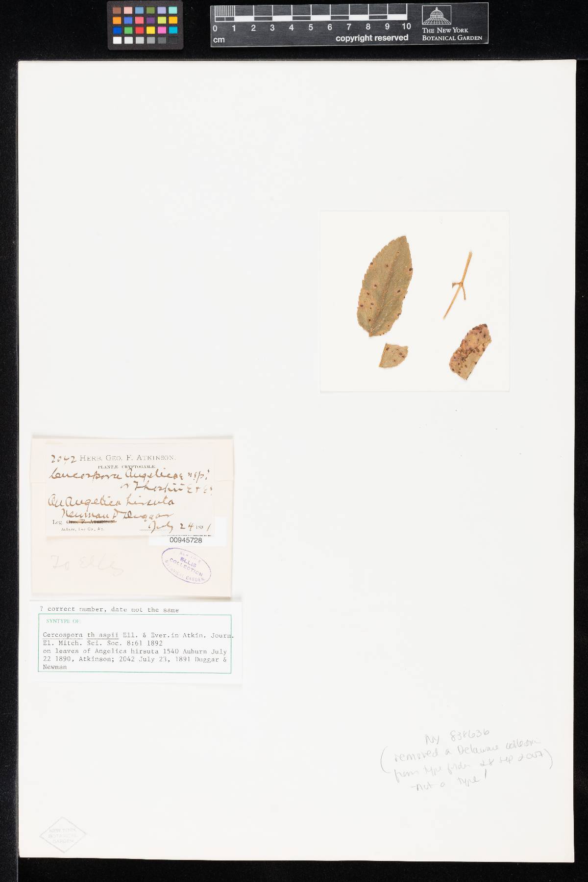 Cercospora thaspii image