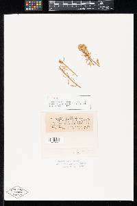 Cladosporium aecidiicola image