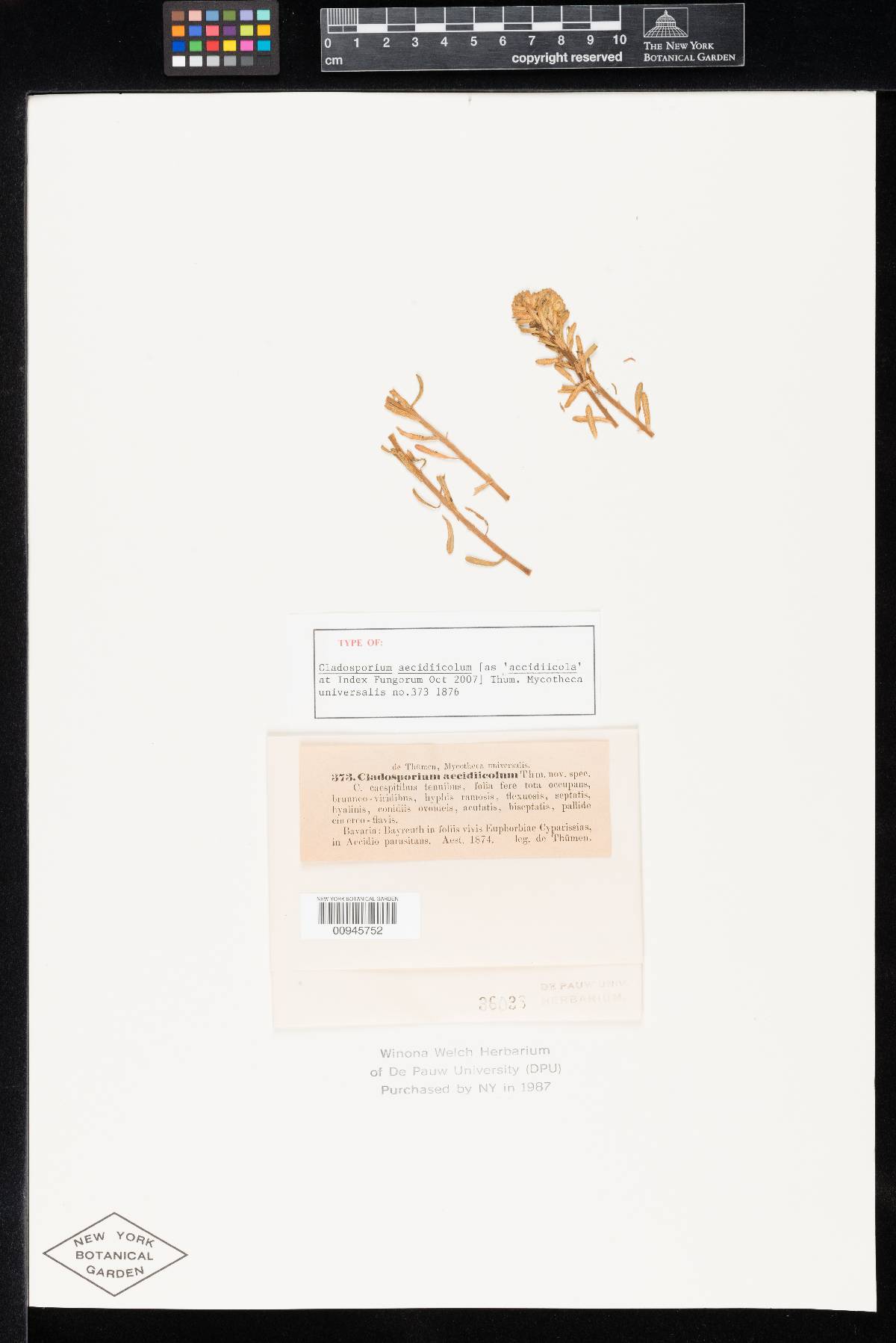 Cladosporium aecidiicola image