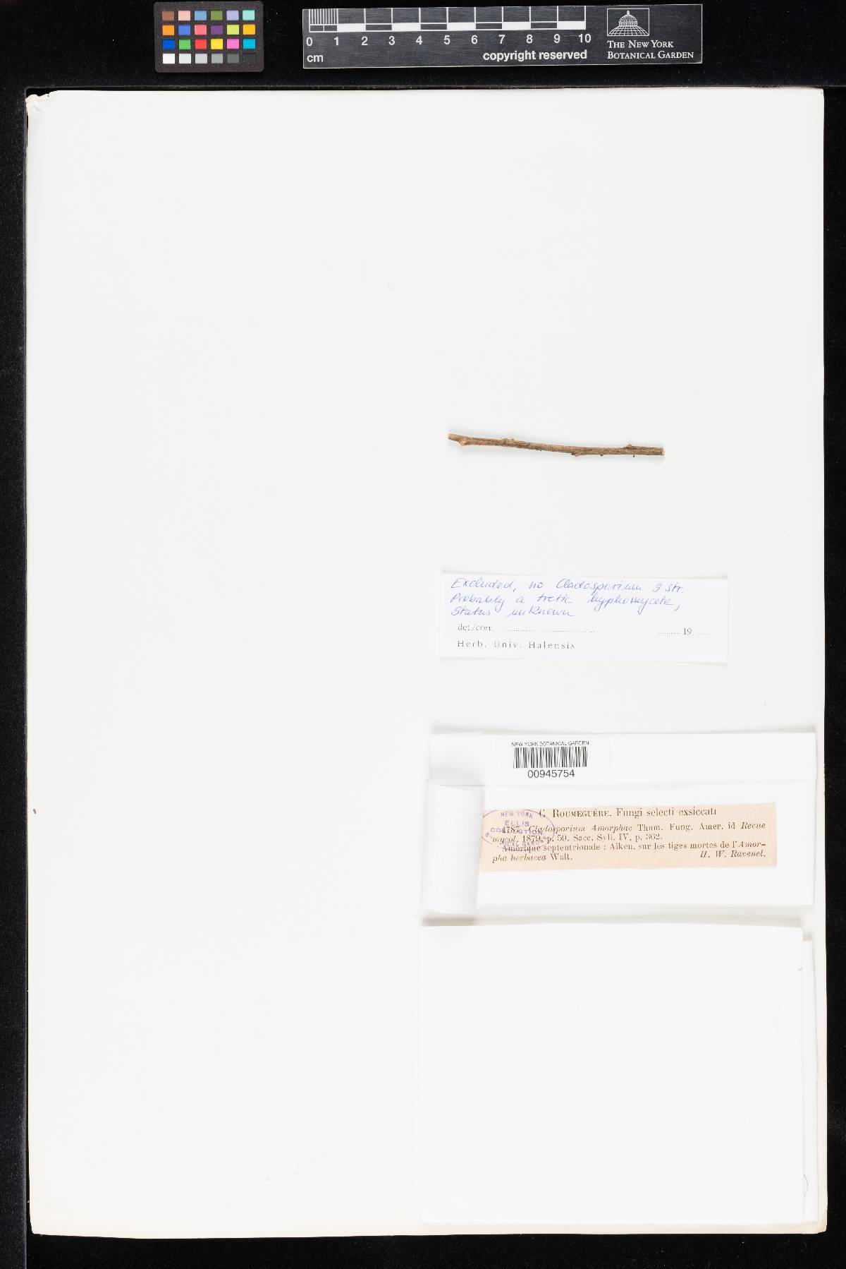 Cladosporium amorphae image