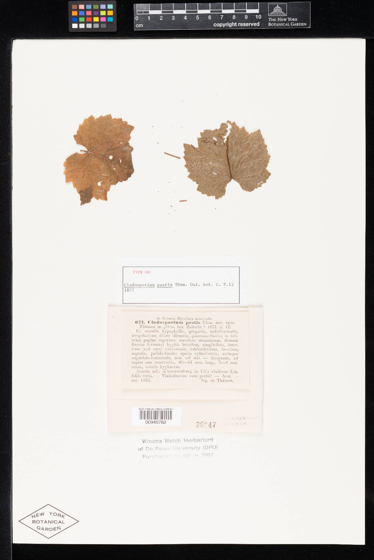 Cladosporium pestis image