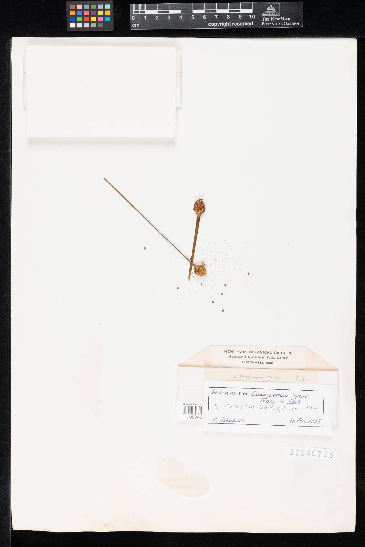 Cladosporium xyridis image