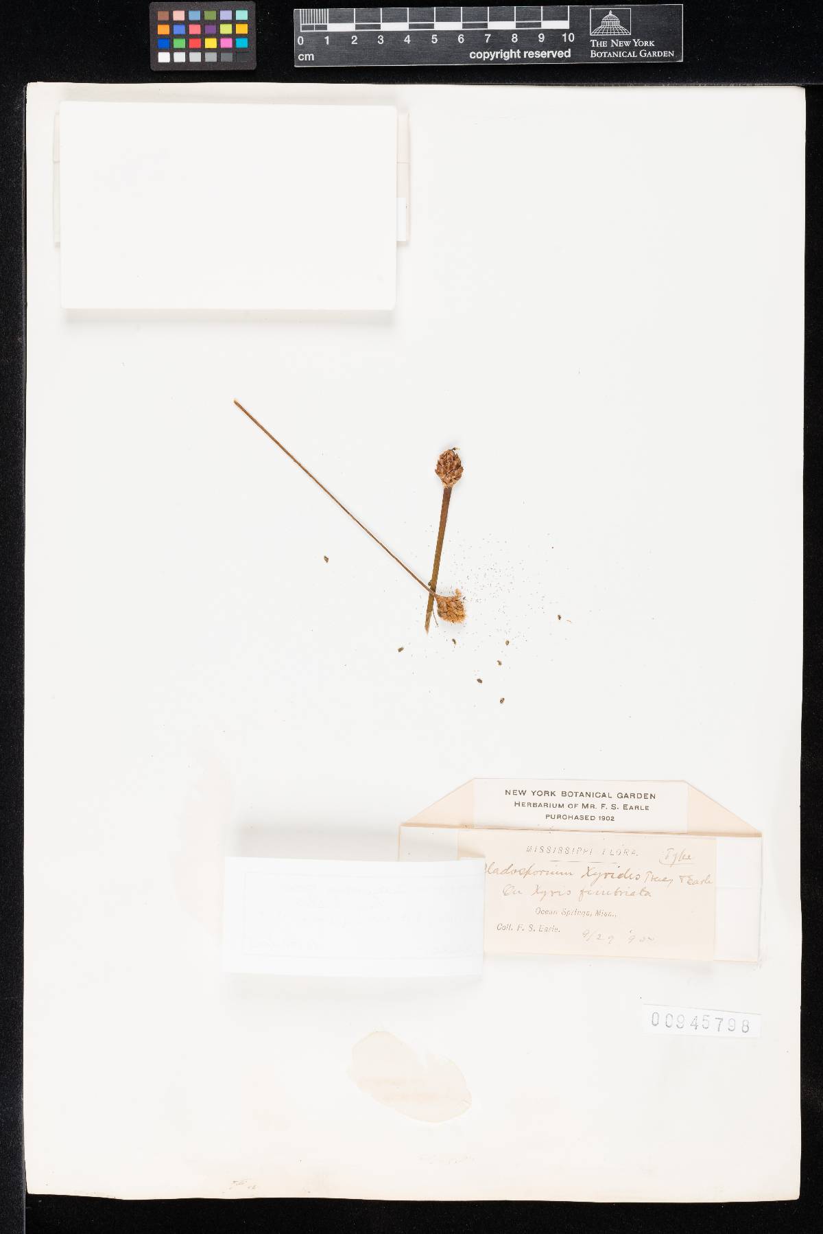 Cladosporium xyridis image