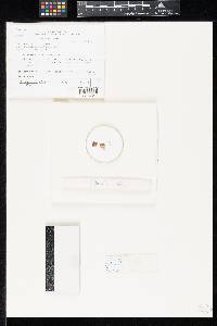 Cryptophiale minor image