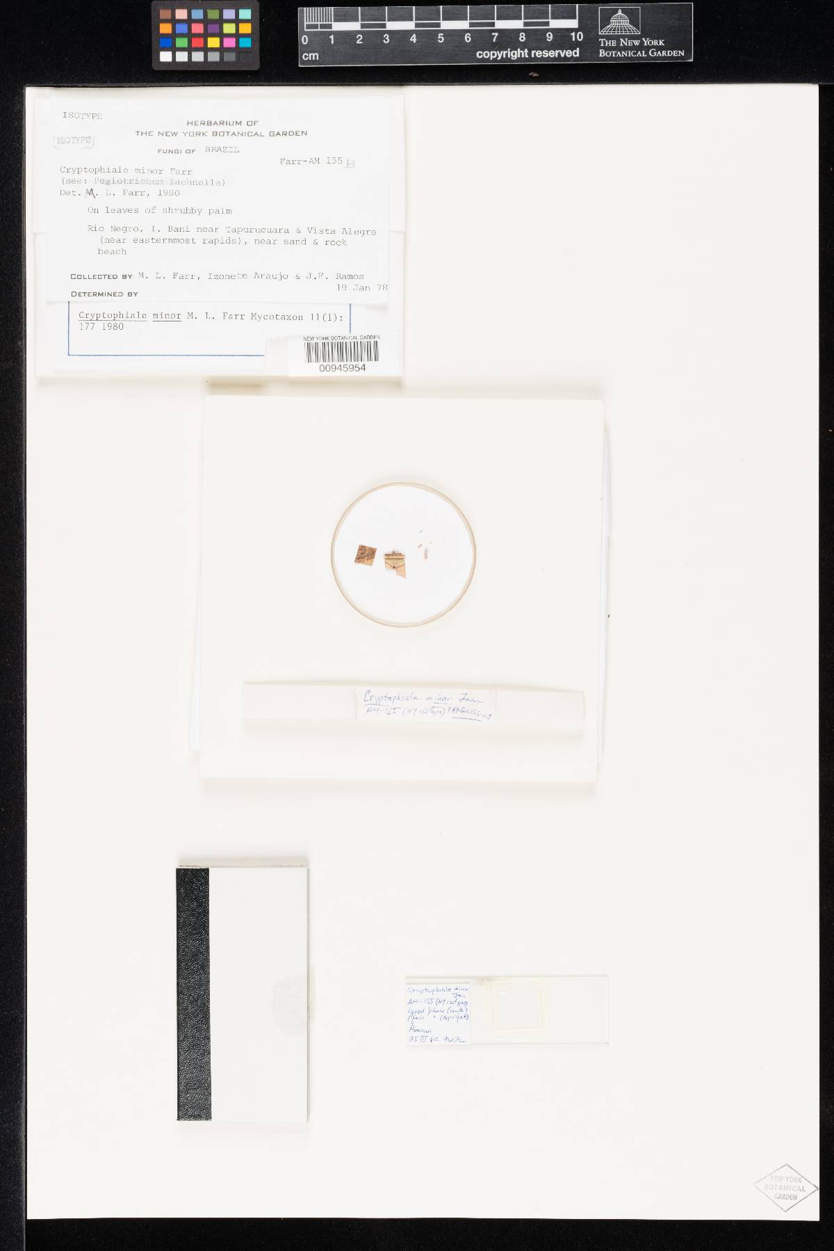 Cryptophiale minor image