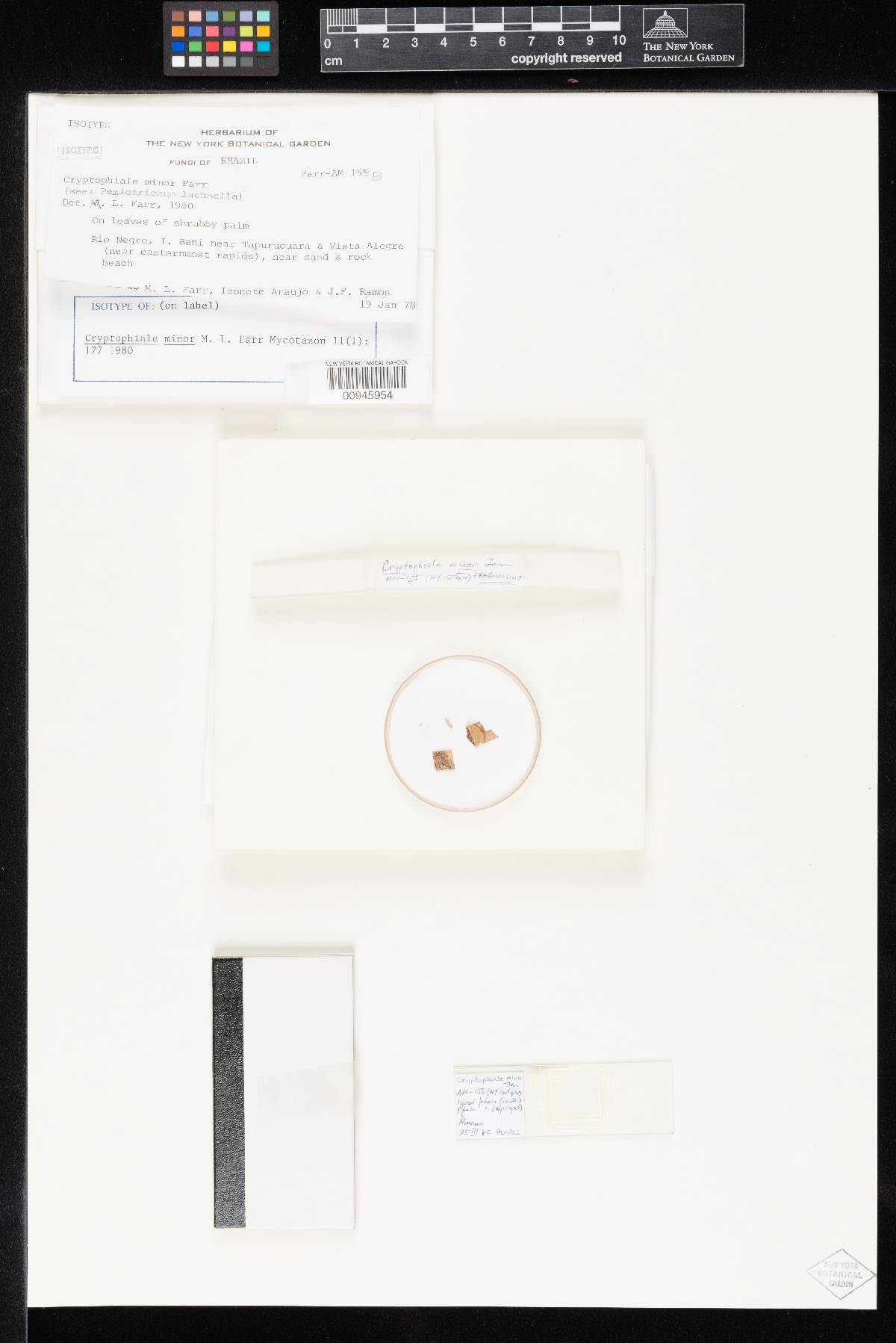 Cryptophiale minor image