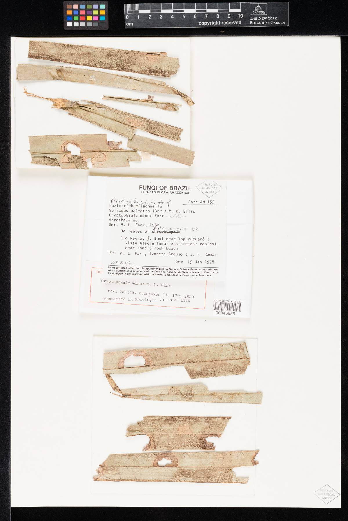 Cryptophiale minor image