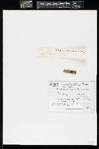 Dictyosporium zeylanicum image