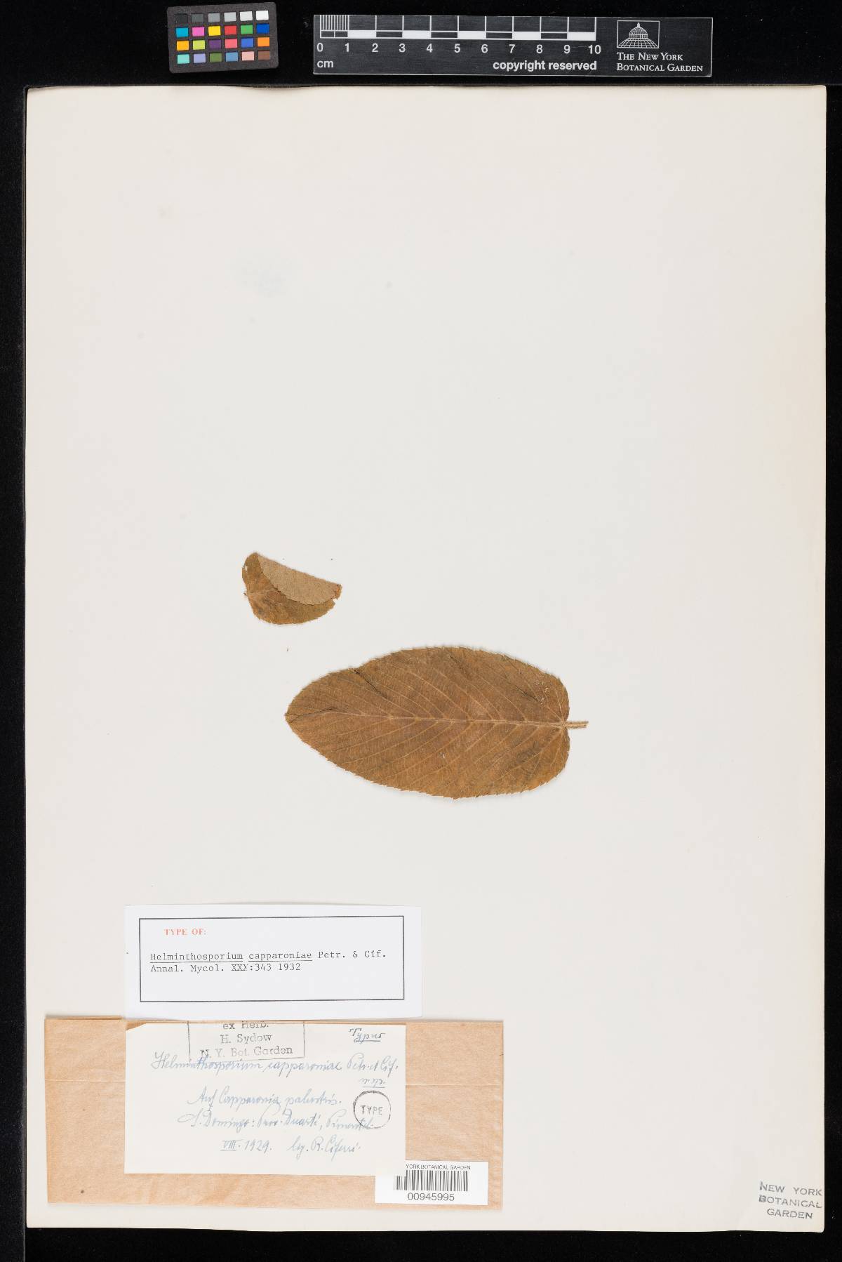 Helminthosporium capparoniae image