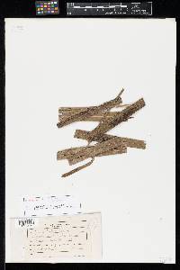 Helminthosporium philippinum image