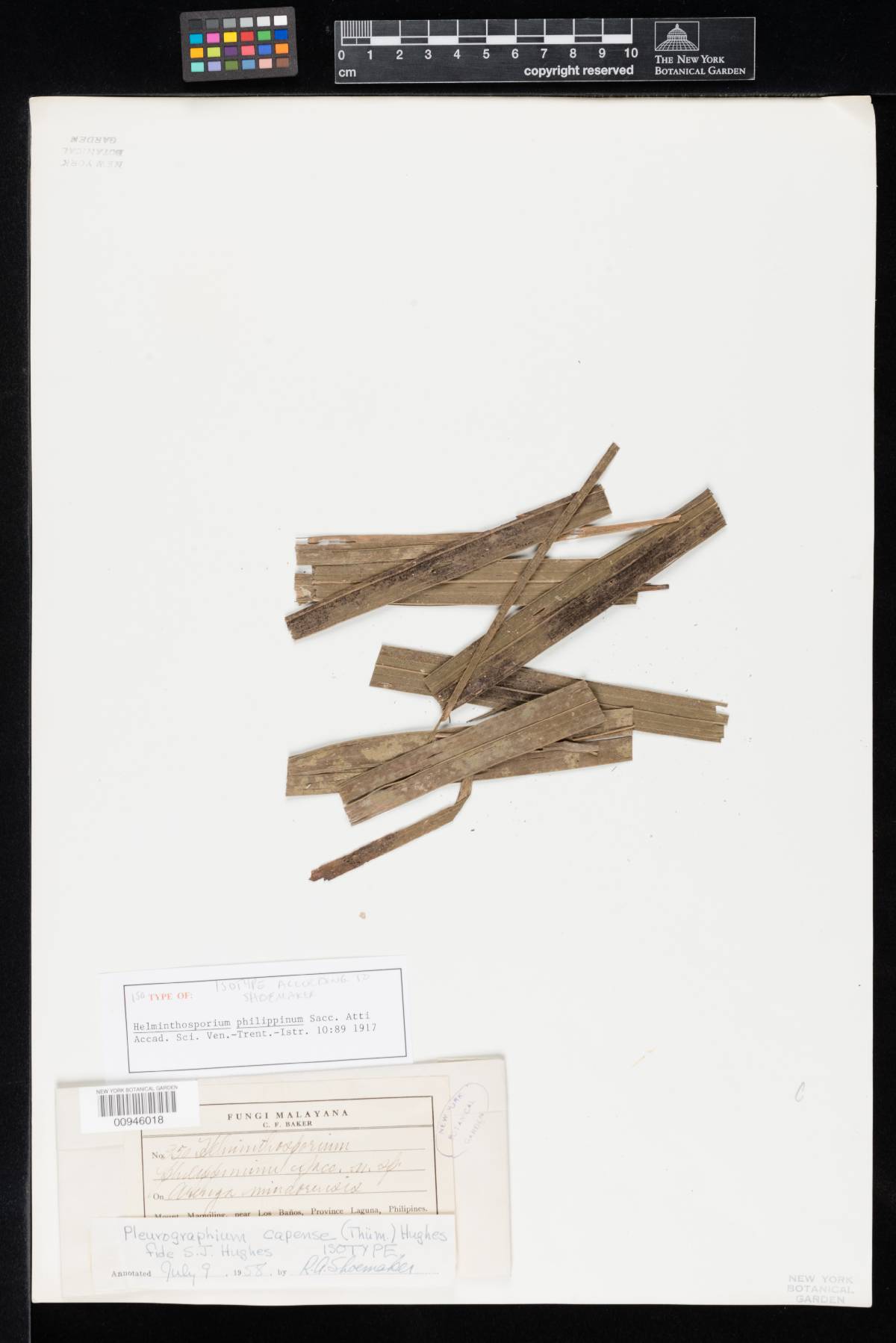 Helminthosporium philippinum image