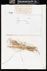 Pyrenophora lolii image