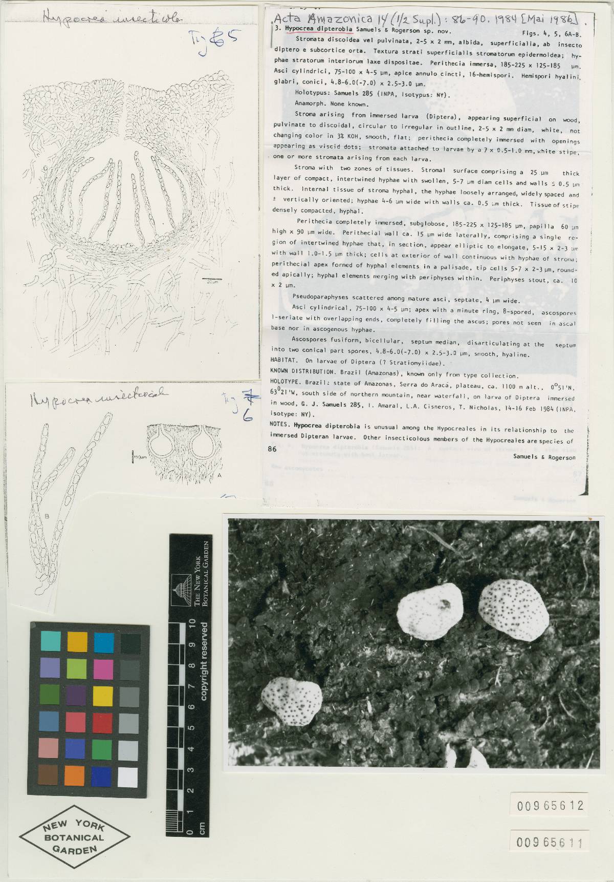 Hypocrea dipterobia image
