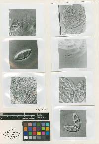 Aniptodera fusiformis image
