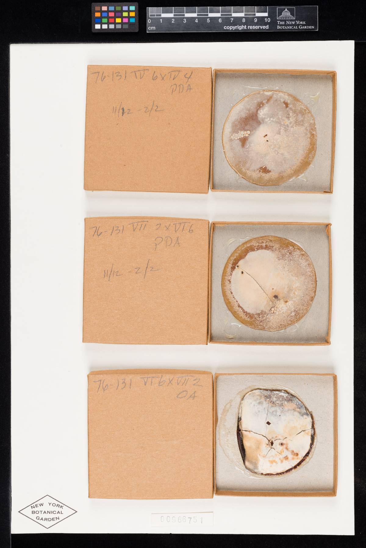 Hypomyces succineus image