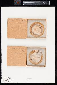 Hypomyces succineus image