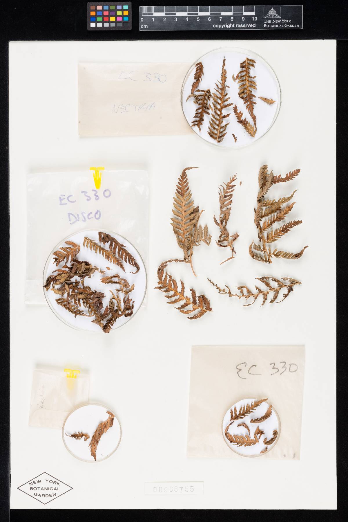 Nectria discicola image