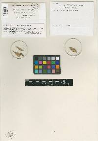 Calonectria rubropunctata image