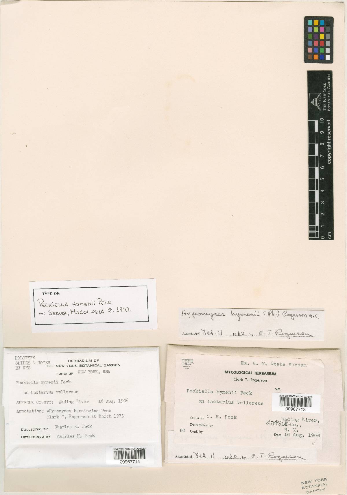Peckiella hymenii image