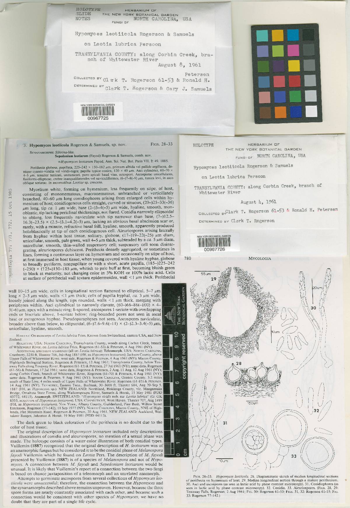 Hypomyces leotiicola image