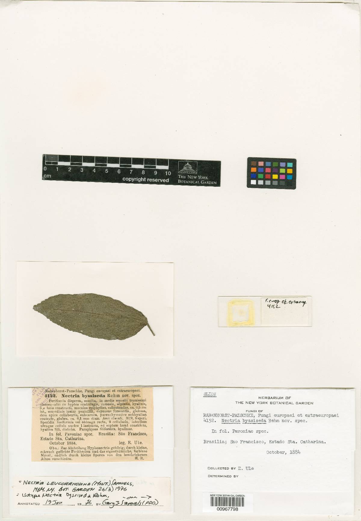Nectria byssiseda image