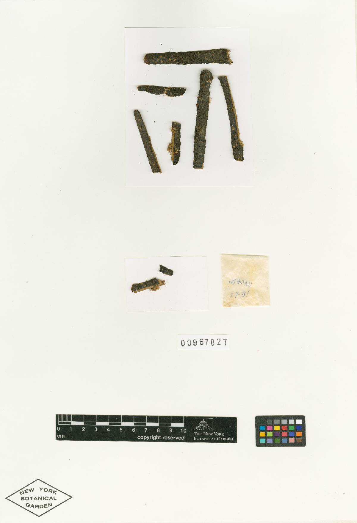 Nectria gossypina image
