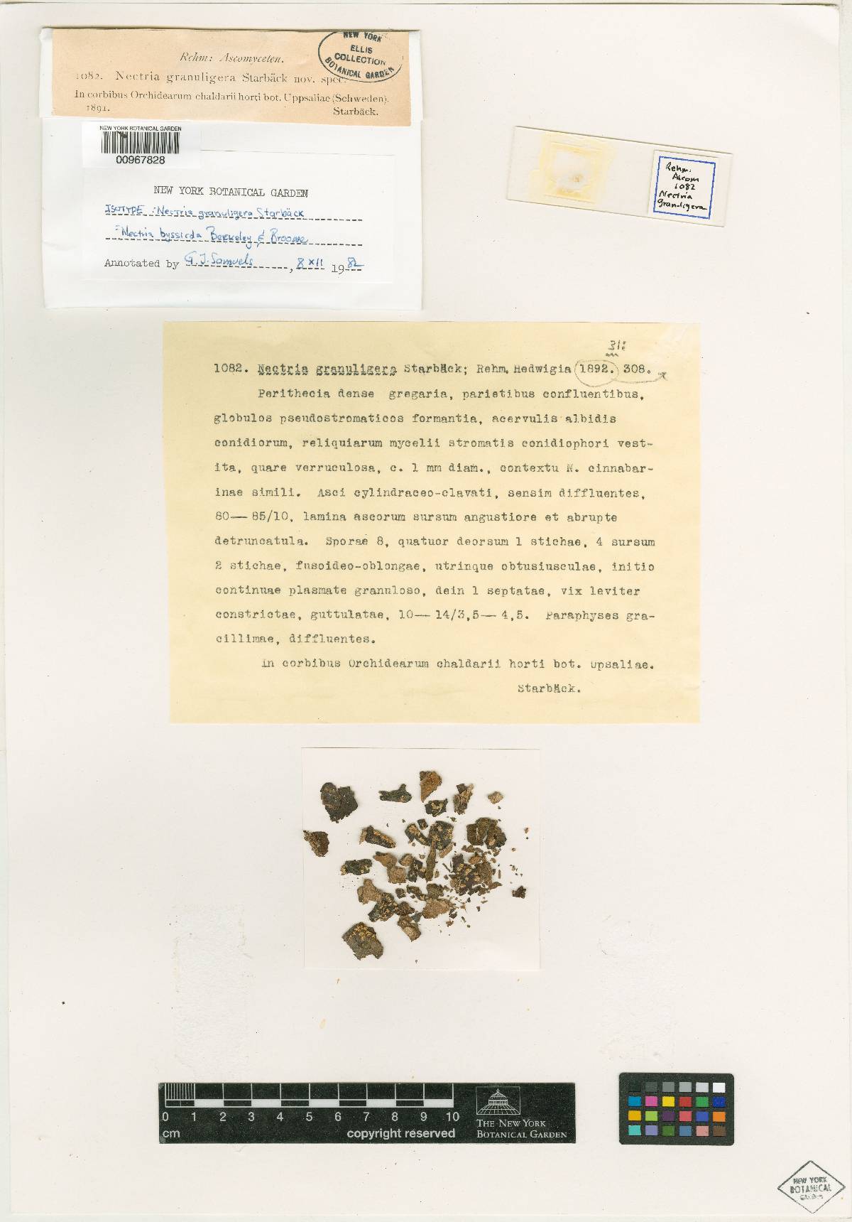 Nectria granuligera image