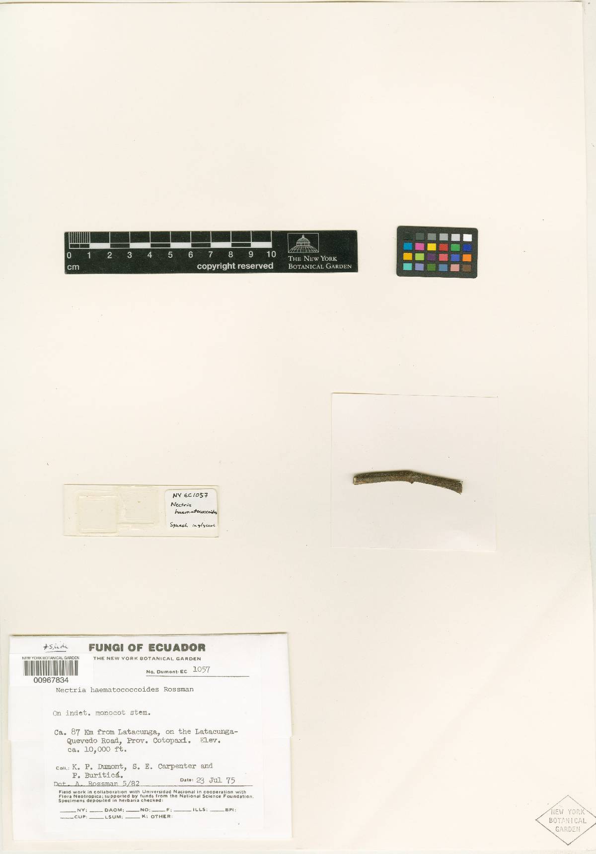 Nectria haematococcoides image