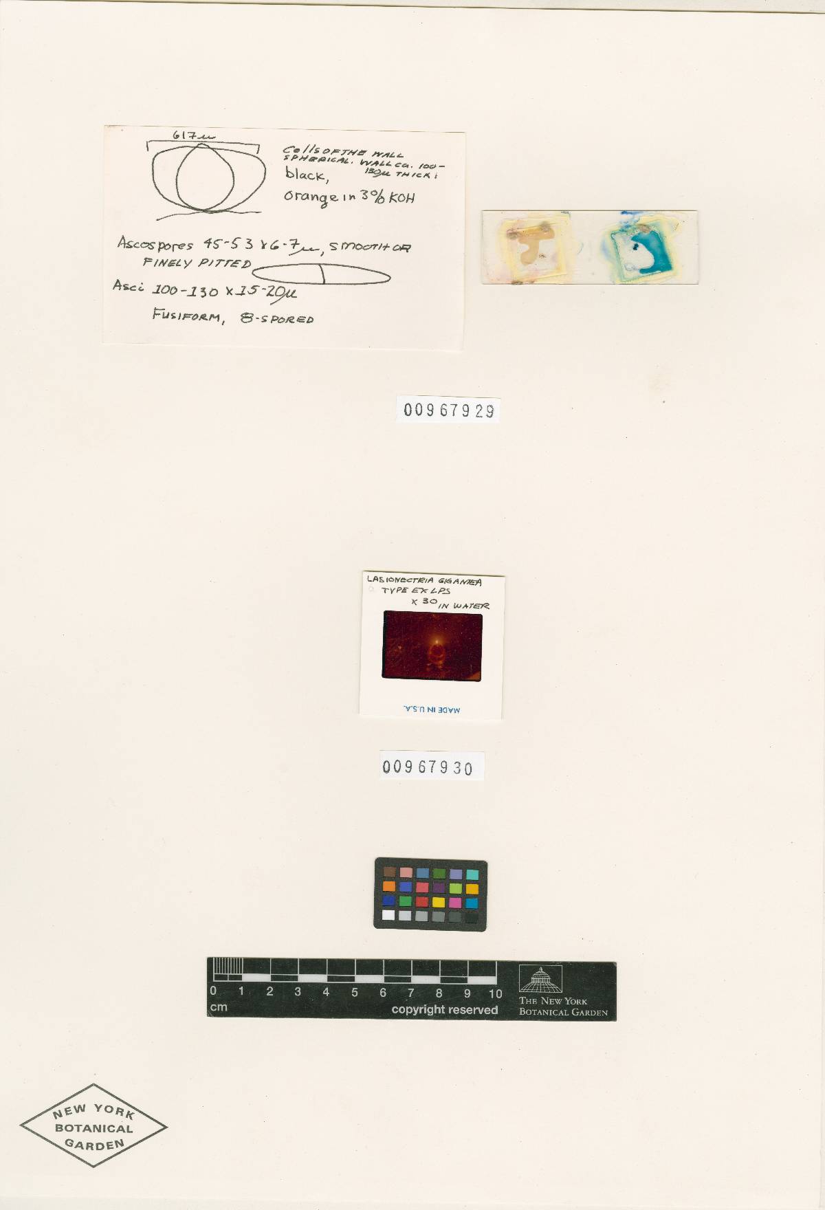 Lasionectria image