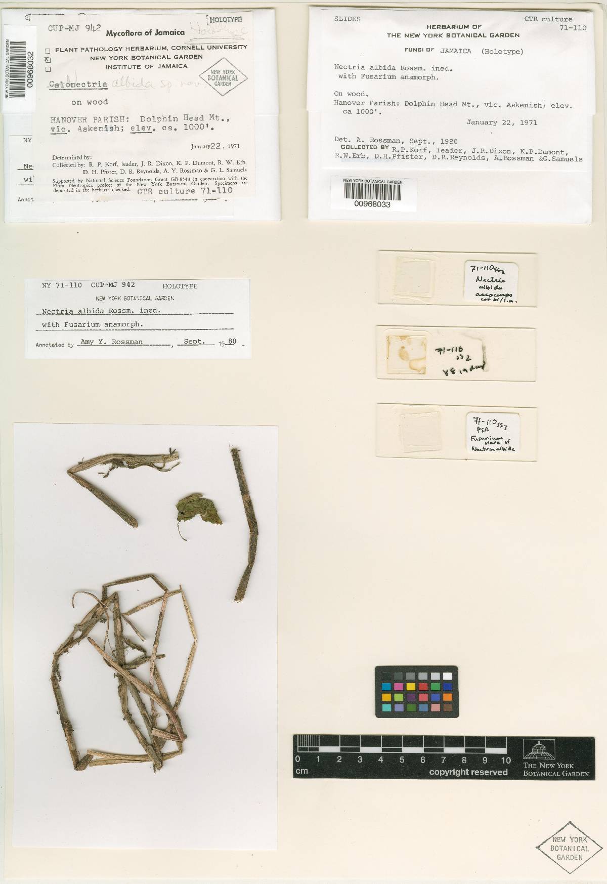 Nectria albida image