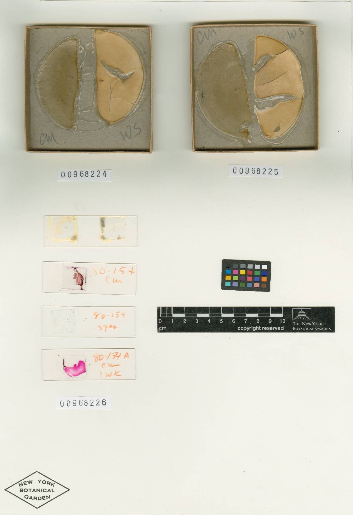 Hypomyces sympodiophorus image